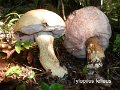 Tylopilus felleus-amf303